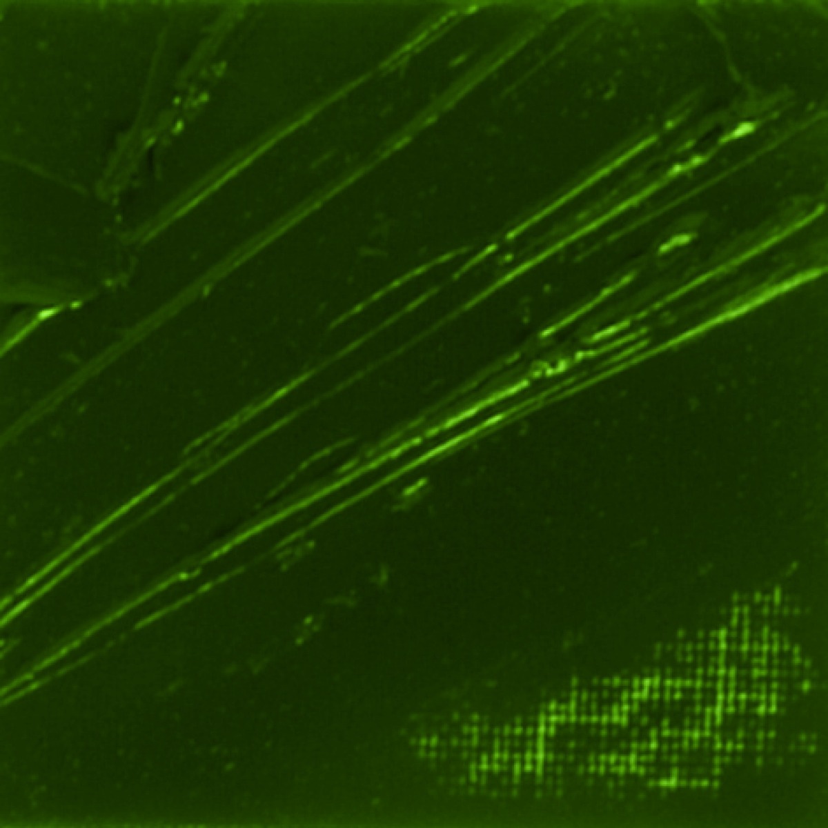 STUDIO XL FINE OIL - GREEN EARTH(44)